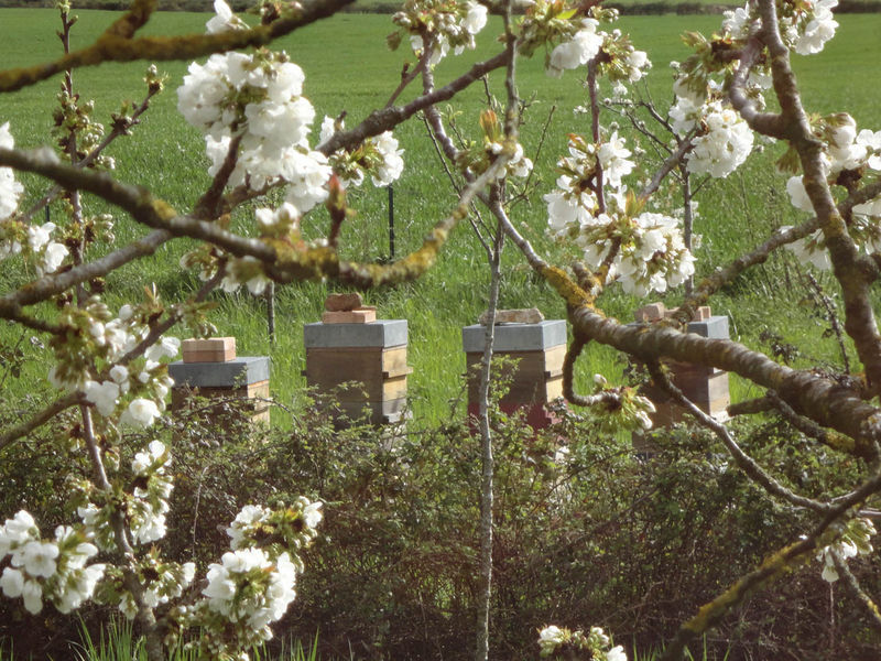La ruche Teridion Bomquet